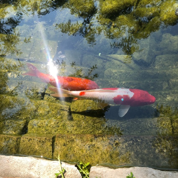 Meet your Posher, Joseph - Picture 1 of 1